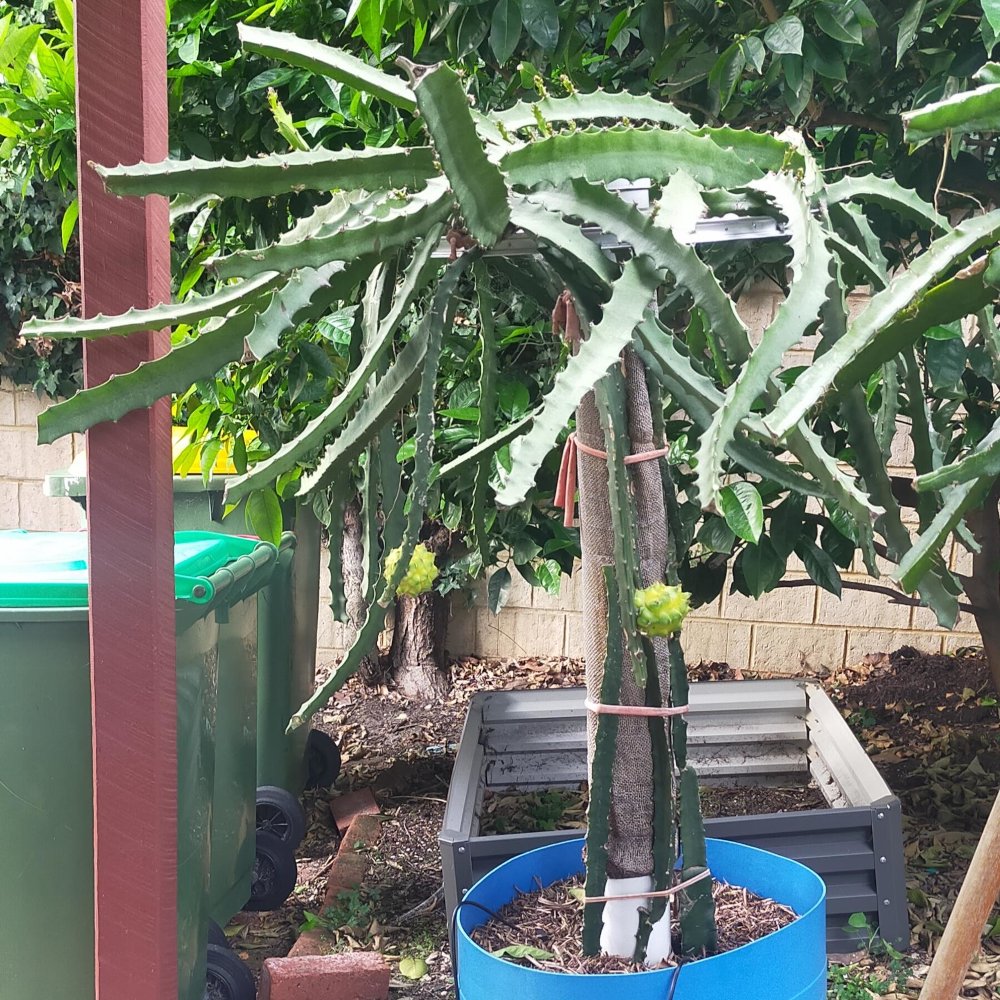 Picture of the whole plant